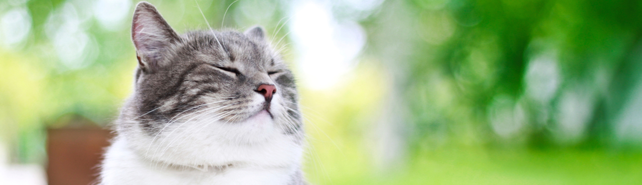 Nutrience Care Urinary Health cat