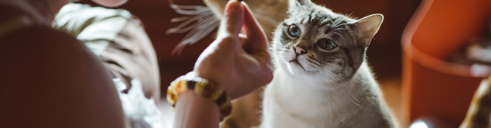 Nutrience Care Urinary Health cat