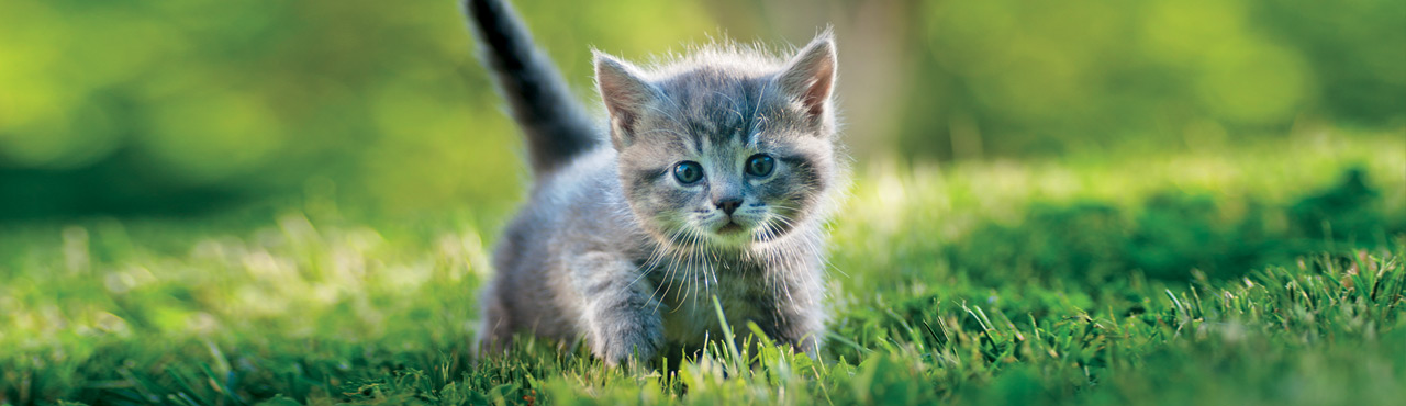 Nutrience Care Urinary Health cat
