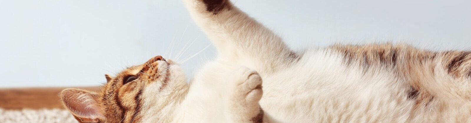 Nutrience Care Urinary Health cat