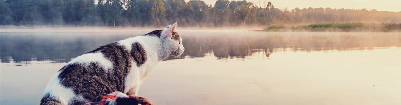 Nutrience Care Urinary Health cat