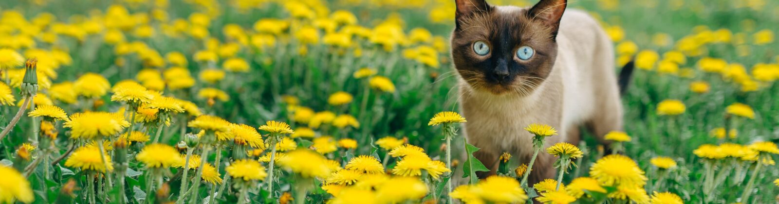 Nutrience Care Urinary Health cat