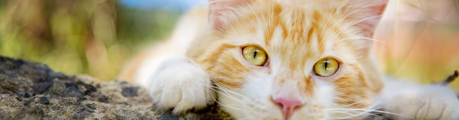 Nutrience Care Urinary Health cat