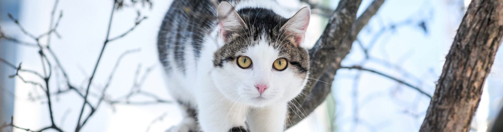 Nutrience Care Urinary Health cat