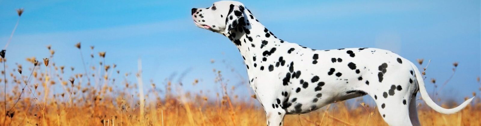 Nutrience Care Urinary Health cat